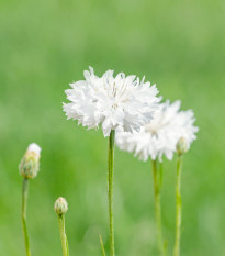 Nevädza lúčna biela - Centaurea cyanus - semená - 45 ks