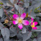 Ruža sivá - Rosa glauca - semená ruží - 5 ks