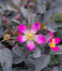 Ruža sivá - Rosa glauca - semená ruží - 5 ks