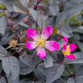 Ruža sivá - Rosa glauca - semená ruží - 5 ks