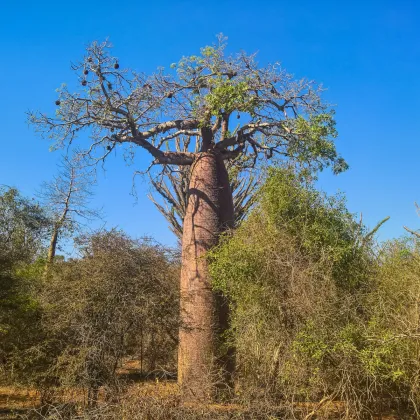 Baobab Fony - Adansonia fony - semená baobabu - 2 ks