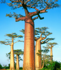 Baobab grandidieri - Adansonia grandidieri - semená baobabu - 2 ks