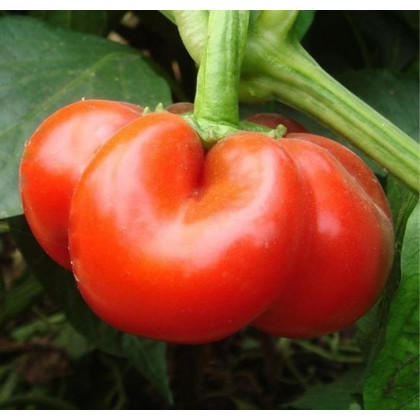 Paprika rajčatová Szuszanna - Capsicum annuum - semená papriky - 7 ks