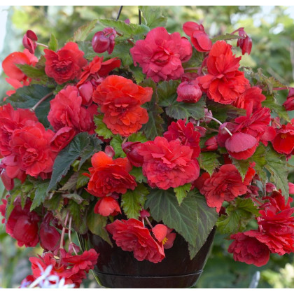 Begónia Red Glory - Begonia odorata - hľuzy begónie - 2 ks