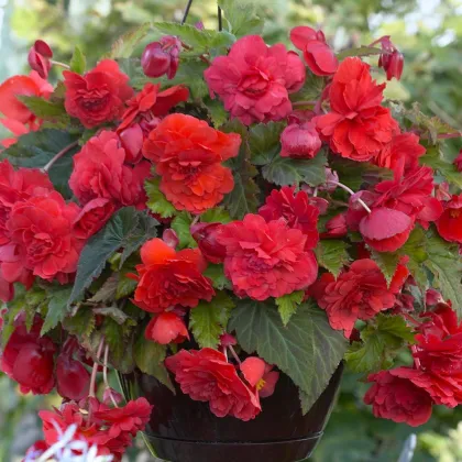 Begónia Red Glory - Begonia odorata - hľuzy begónie - 2 ks