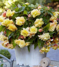 Begónia Sunny Dream - Begonia odorata - hľuzy begónie - 2 ks