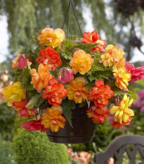 Begónia Golden Balcony - Begonia tuberhybrida - hľuzy begónie - 2 ks