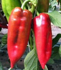 Paprika ročná Rafaelus F1 - Capsicum annuum - semená papriky - 15 ks