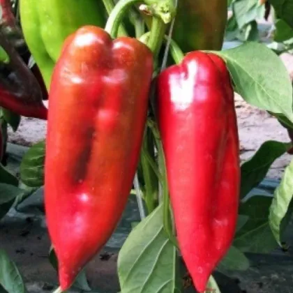 Paprika ročná Rafaelus F1 - Capsicum annuum - semená papriky - 15 ks