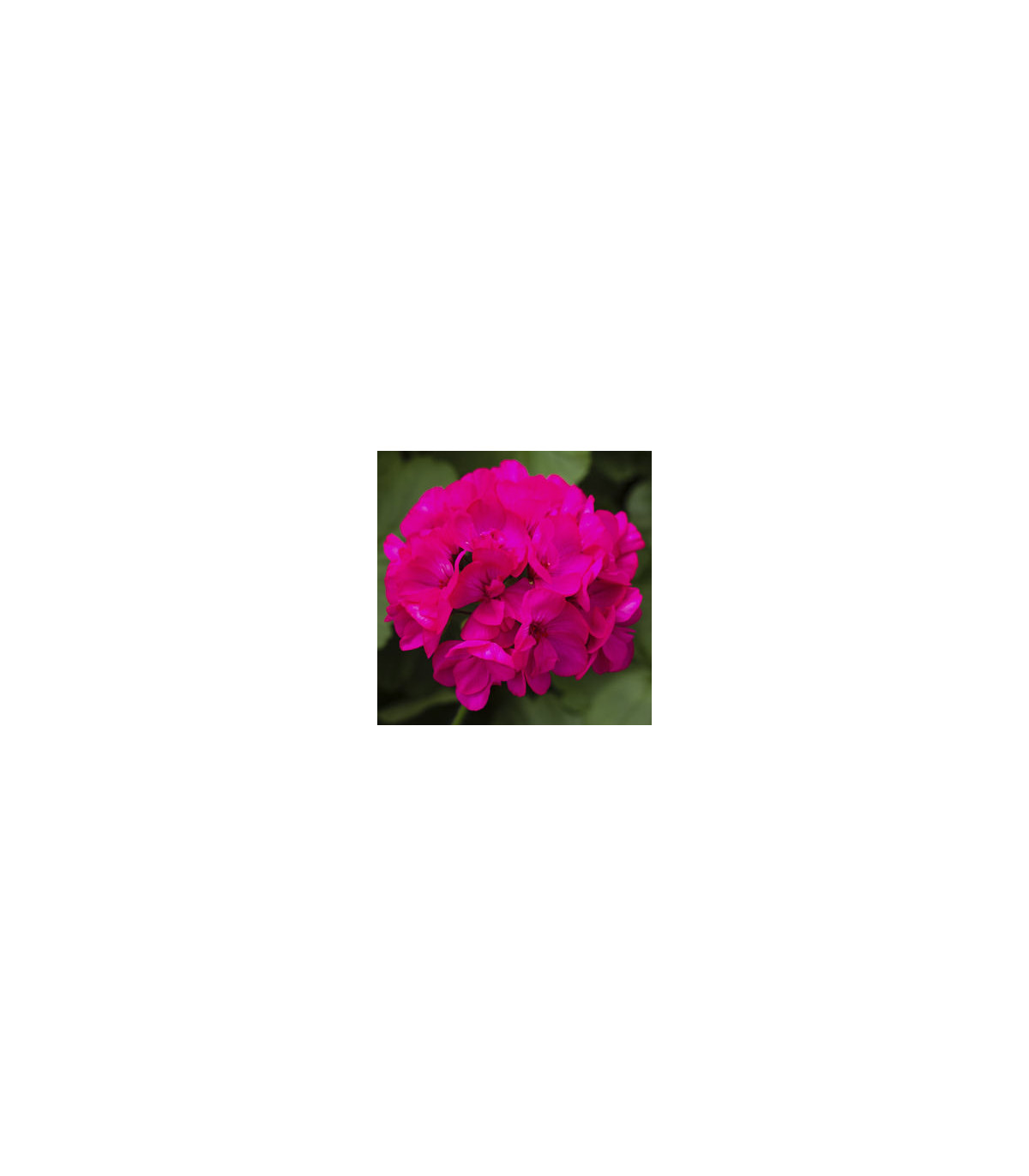 Muškát pásikavý vzpriamený Nekita F1 Deep Rose - Pelargonium zonale - semená - 4 ks