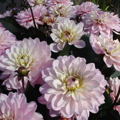 Georgína Melody Harmony - Dahlia - hľuzy georgíny - 1 ks