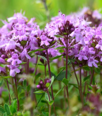 Materina dúška úzkolistá Magic Carpet - Thymus serpyllum - semená materinej dúške - 0,03 g