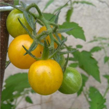 Divoké paradajka Gold Rush - Solanum pimpinellifolium - semená paradajky - 6 ks