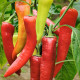 BIO paprika Sweet Dreams - Capsicum annuum - bio semená papriky - 10 ks