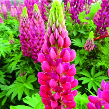 Vlčí bôb - Lupina mnoholistá Lupini Red - Lupinus polyphyllus - semená - 15 ks