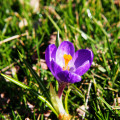 Krókus Flower record - Crocus Vernus - cibuľoviny - 3 ks