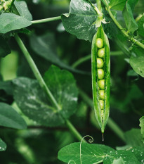 BIO Hrach dreňový Malý Rheinland - Pisum sativa - bio semená hrachu - 45 ks