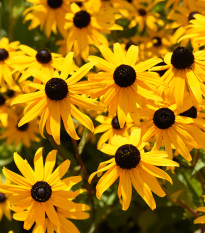 Rudbekia okázalá Speciosa - Rudbeckia speciosa - sadenice rudbekie - 1 ks