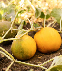 Melón medový Bimbo F1 - Citrullus lanatus - semená melónu - 6 ks