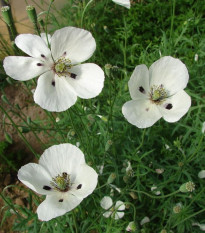 Mak bielokvetý - Papaver maculosum - semená - 100 ks