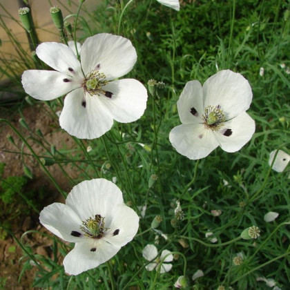 Mak bielokvetý - Papaver maculosum - semená - 100 ks