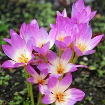 Jesienka Lilac Wonder - Colchicum - hľuzy jesienok - 1 ks