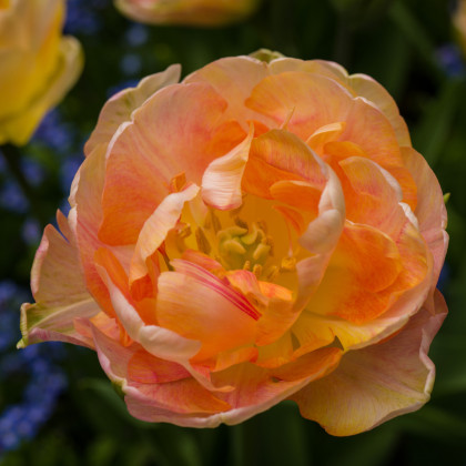 Tulipán Charming lady - Tulipa - cibuľoviny - 3 ks