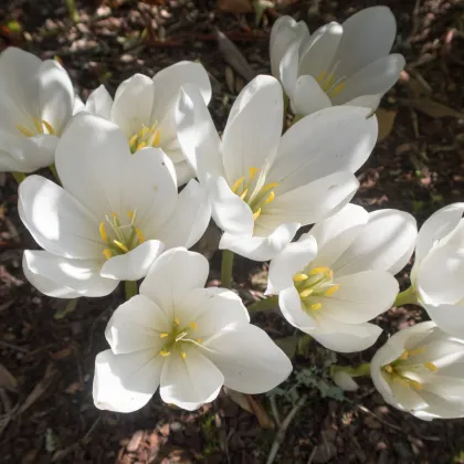 Jesienka obyčajná biela - Colchicum autumnale album - hľuzy jesienok - 1 ks