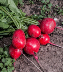 BIO reďkovka červená Sora - Raphanus sativus - bio semená reďkovky - 40 ks