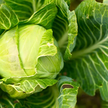 BIO kapusta biela Filderkraut - Brassica oleracea - bio semená kapusty - 50 ks