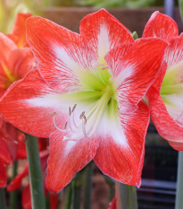 Zornica Minerva - Hippeastrum - cibuľoviny - 1 ks