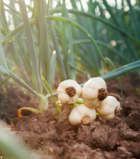 Sadbový cesnak Dukát - Allium sativum - paličiak - cibuľa cesnaku - 1 balenie