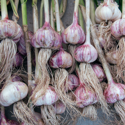 Sadbový cesnak Topaz - Allium sativum - paličiak - cibuľa cesnaku - 1 balenie