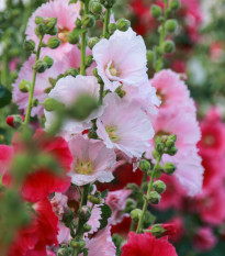 Topoľovka plnokvetá Chaters mix farieb - Alcea rosea - semená topoľovky - 12 ks