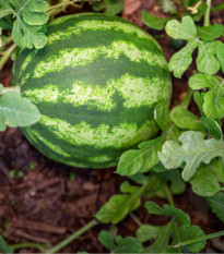 Melón vodný Primaorange F1 - Citrullus lanatus - semená melónu - 7 ks