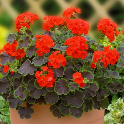 Muškát pásikavý Nekita F1 Scarlet - Pelargonium zonale - semená - 4 ks