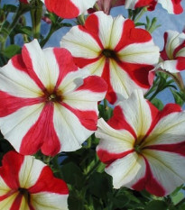 Petúnia mnohokvetá Henrietta F1 - Petunia hybrida - semená - 30 ks