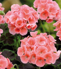 Muškát pásikavý Jitka F1 - Pelargonium zonale - semená - 6 ks