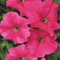 Petúnia mnohokvetá Rita F1 - Petunia hybrida - semená - 30 ks