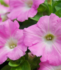 Petúnia Rosy Velvet F1 - Petunia hybrida - surfínia - semená - 12 ks