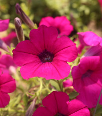 Petúnia Purple Velvet F1 - Petunia hybrida - surfínia - semená - 12 ks