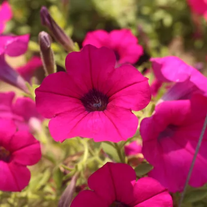 Petúnia Purple Velvet F1 - Petunia hybrida - surfínia - semená - 12 ks