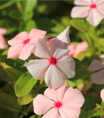 Katarant marhuľový Apricot F1 - Catharanthus - zimozeleň - semená - 30 ks