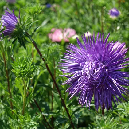 Astra čínska ihlicovitá fialová Denisa - Callistephus chinensis - semená - 150 ks