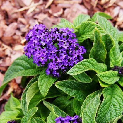 Skrutec peruánsky Marine - Heliotropium arborescens - semená skrutca - 40 ks