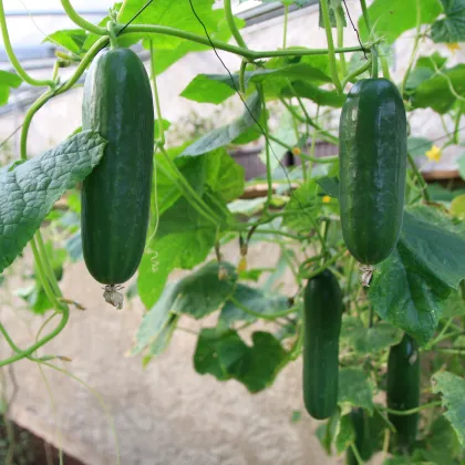 Uhorka šalátová Picolino F1 - Cucumis sativus - semená uhorky - 4 ks