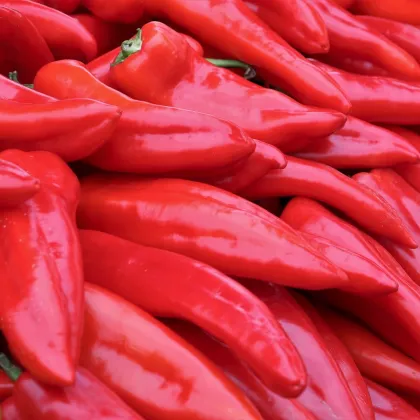 Paprika Lipari F1 - Capsicum annuum - semená - 5 ks