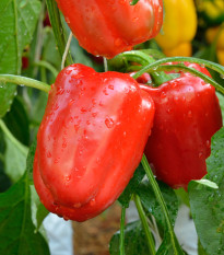 Paprika Bendigo F1 - Capsicum annuum - semena papriky - 5 ks