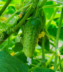 Uhorka nakladačka Dafne F1 - Cucumis sativus - semená uhorky - 20 ks