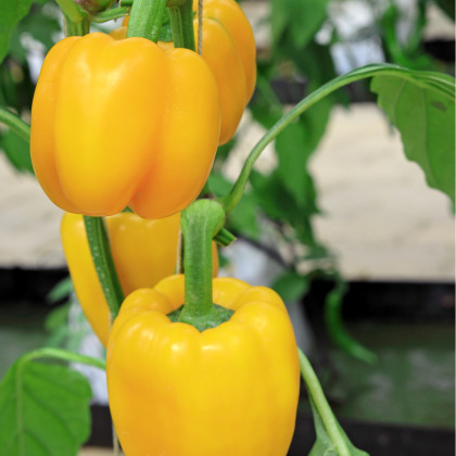 Paprika žlutá Baby bell - Capsicum annuum - semena papriky - 8 ks